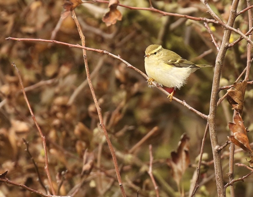  Yellow-browed Warbler - East Yorkshire © Richard Baines
