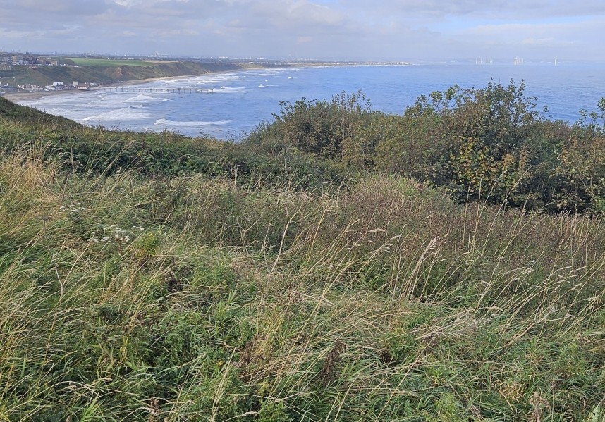  Great habitat for migrant songbirds at the top of Huntcliff © Richard Baines