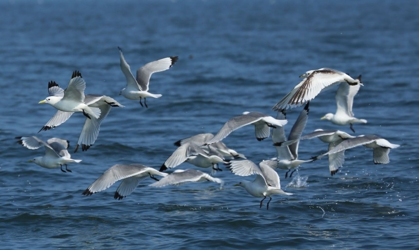  Kittiwakes offshore - North Yorkshire © Richard Baines