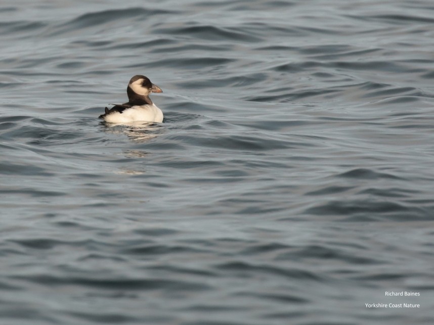  Atlantic Puffin juvenile - Staithes © Richard Baines