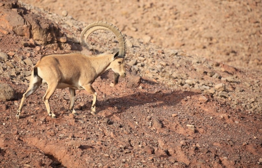  Nubian Ibex © Richard Baines 