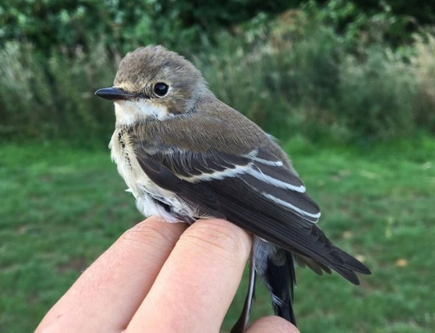 Pied Flycatcher at Filey © Dan Lombard