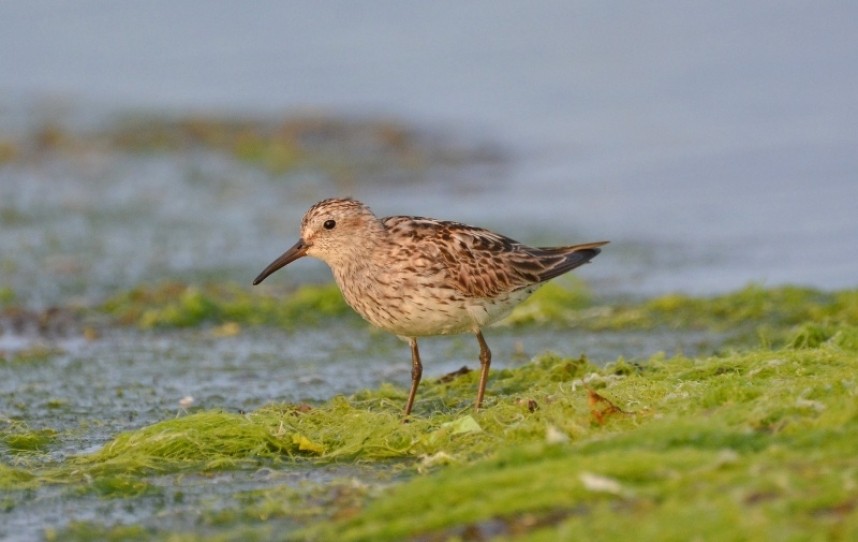 White-rumped Sandpiper at Redcar © Damian Money