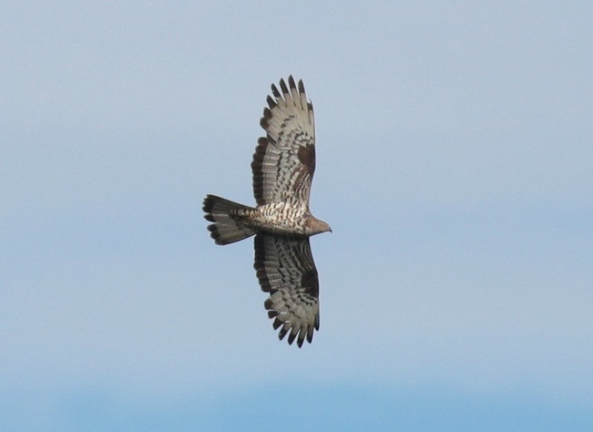 European Honey Buzzard Wykeham Forest August © Richard Baines