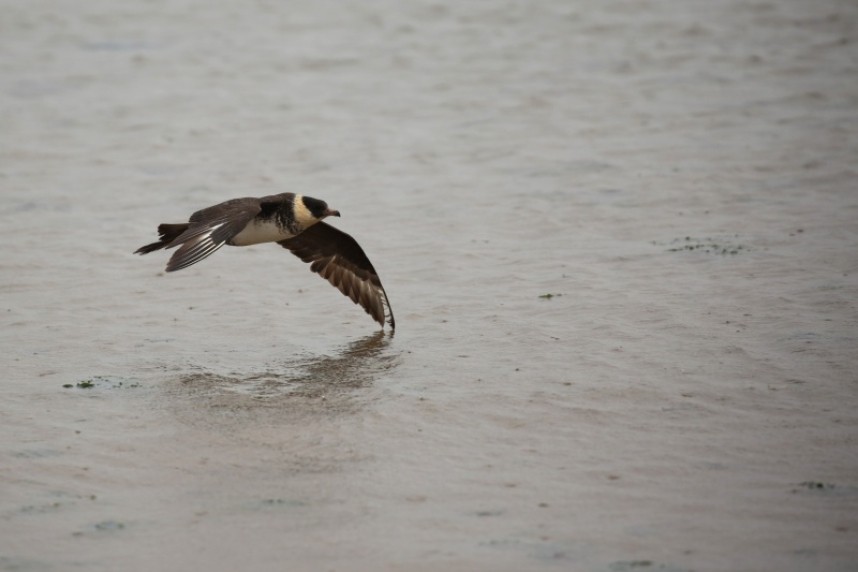 Pomarine Skua at South Gare © Richard Baines