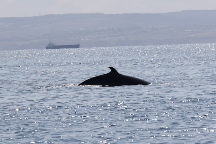 Minke Whale at Staithes © Mike Hessey