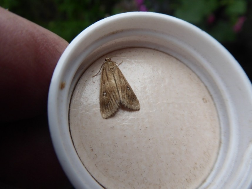 Ringed China Mark Wykeham Causeway © Allan Rodda