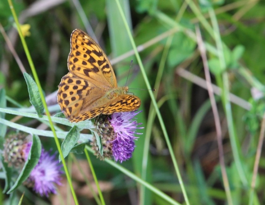 Silver Washed Fritillary © Nick Hall