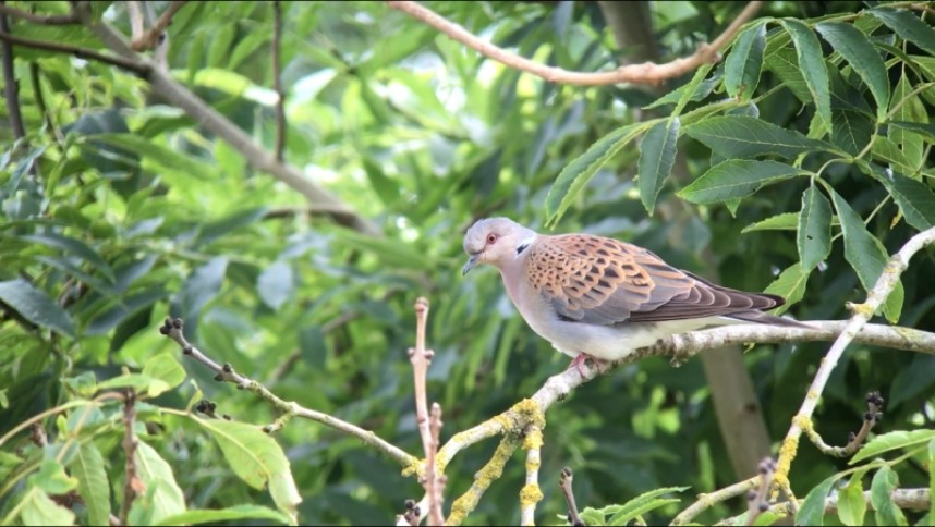 European Turtle Dove at the Mill Inn © Richard Baines