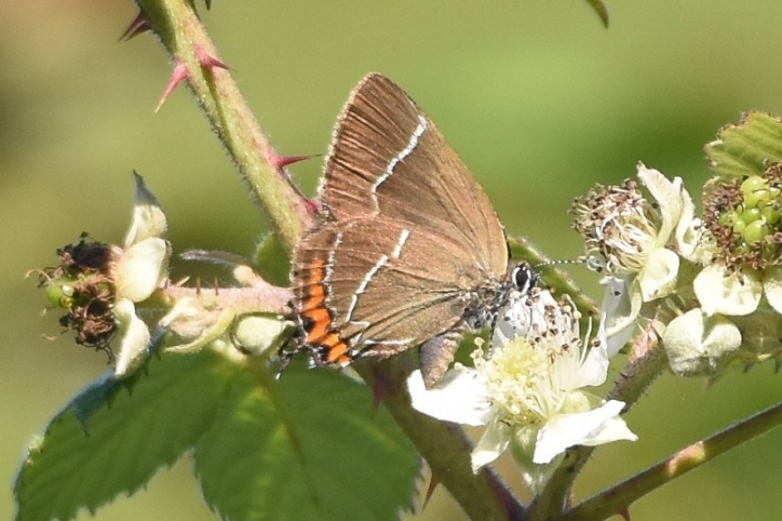 White-letter Hairstreak at Danes Dyke © Andy Hood