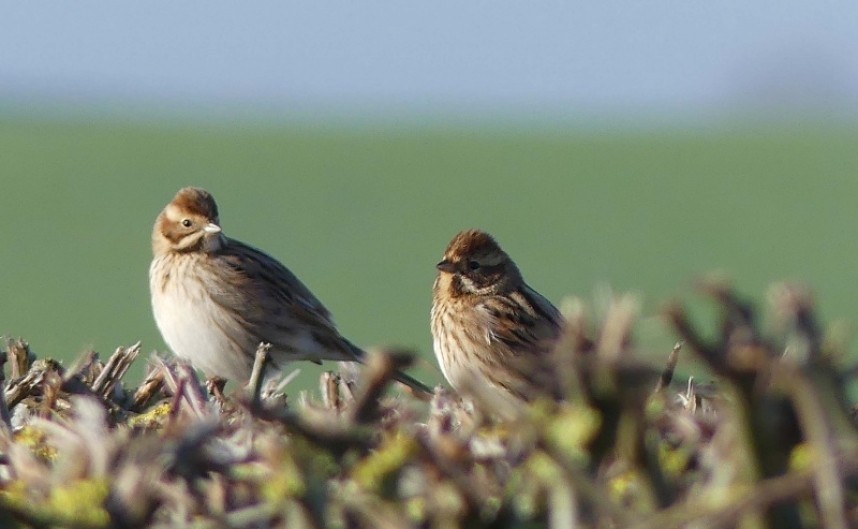  Reed buntings on the hedge © Margaret Boyd
