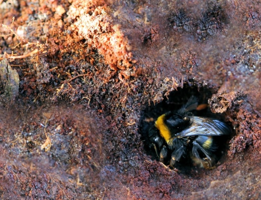 Buff-tailed Bumblebee © Dan Lombard