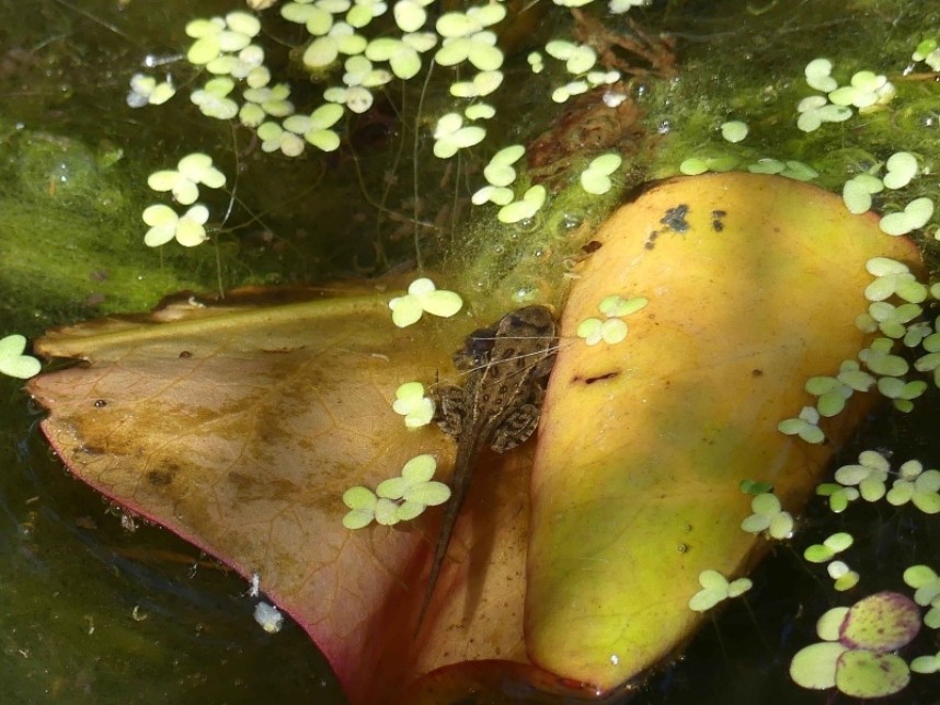  Common Frog © Margaret Boyd