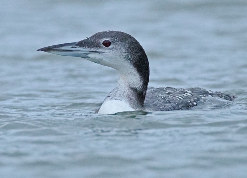  Great Northern Diver Scarborough © Steve Race