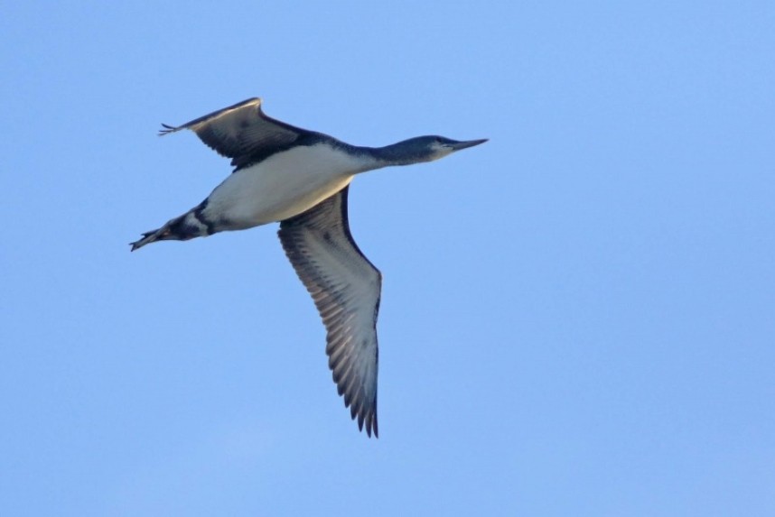  Red-throated Diver over Filey © Mark Pearson