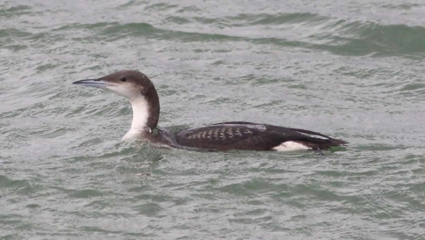  Black-throated Diver Filey Bay © Mark Pearson