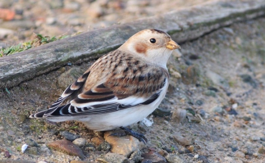  Snow Bunting on a gravel track feeding on wind blown seed Filey Brigg © Mark Pearson