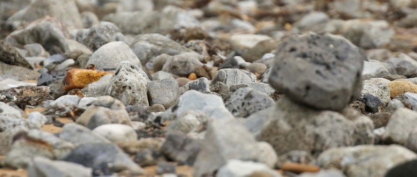  Can you spot the Snow Buntings? two birds hiding behind beach rocks at South Gare Teesmouth © Richard Baines
