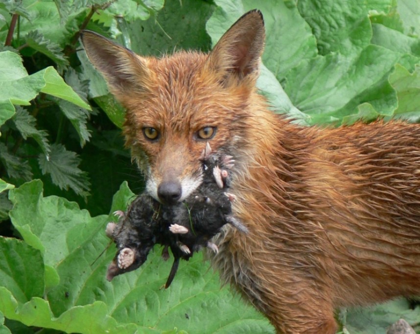  Red Fox Norfolk © Richard Baines