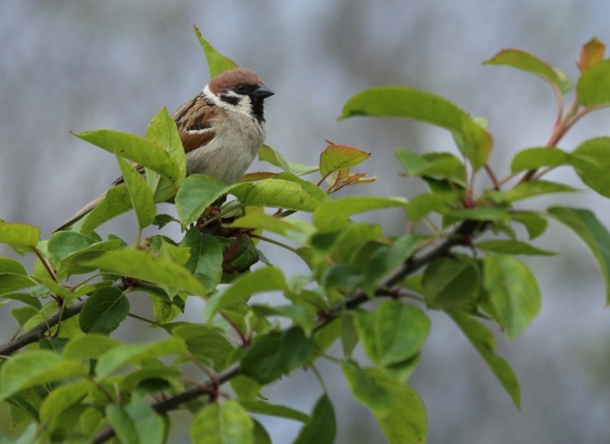 Tree Sparrow © Richard Baines