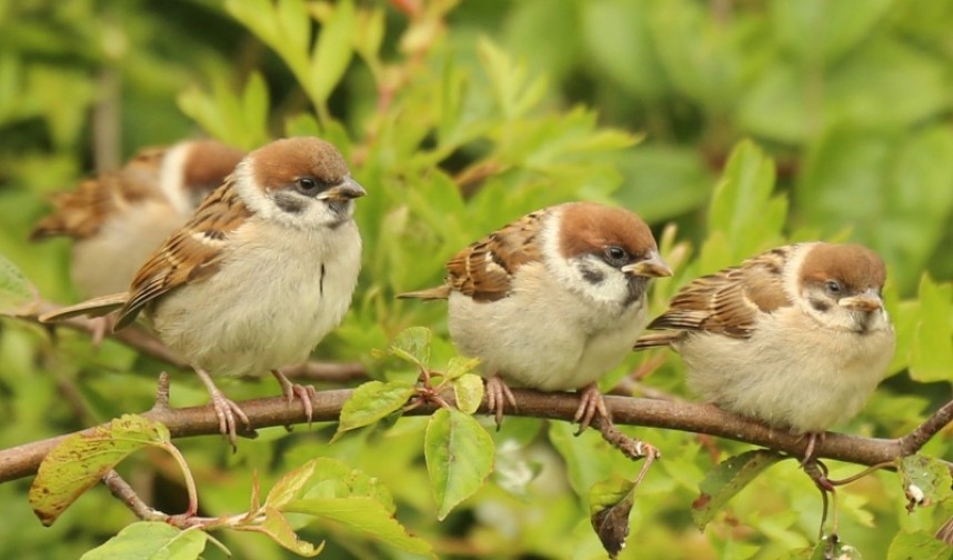 Tree Sparrow chicks just out of the nest at Bempton RSPB reserve © Richard Baines