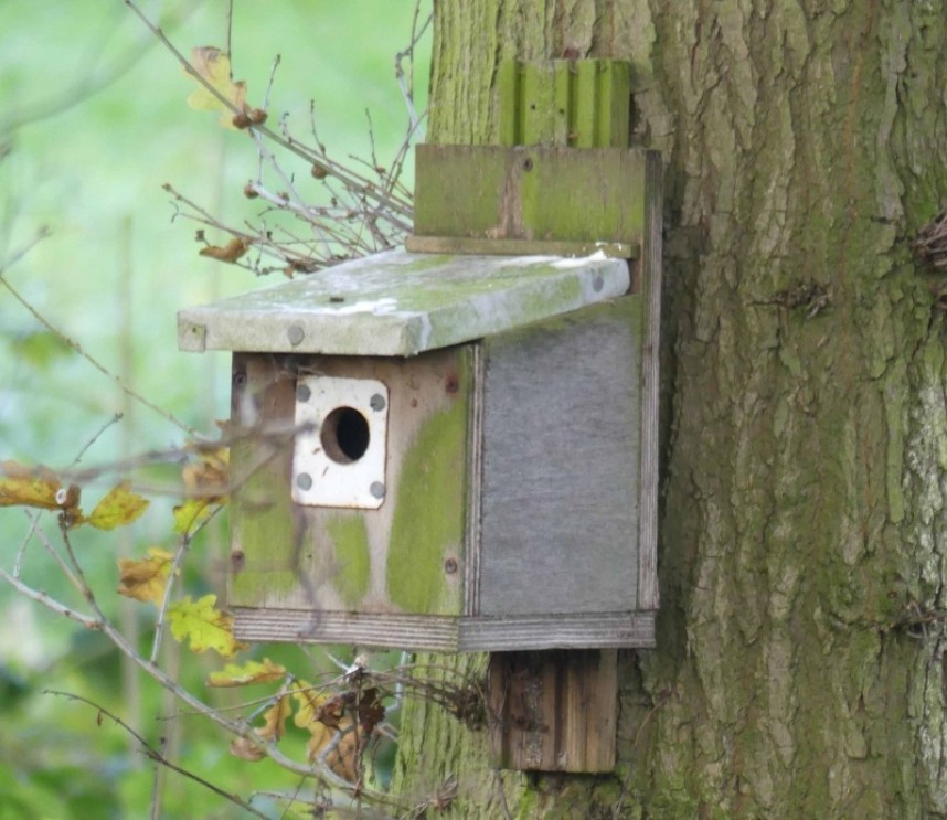  Great Tit nest box © Margaret Boyd