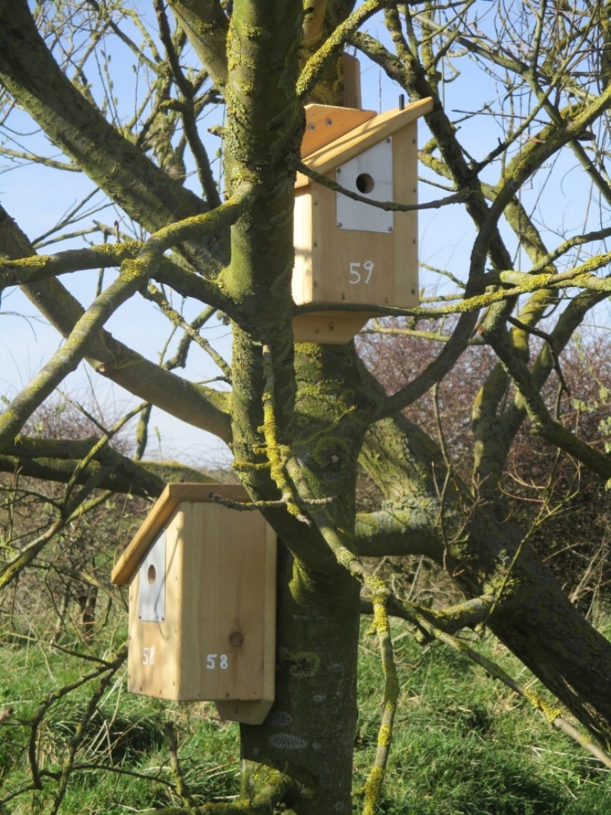  Tree Sparrow nest boxes at Bempton RSPB