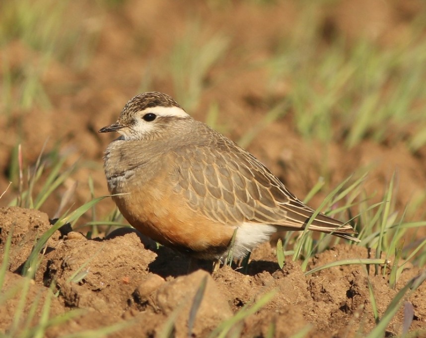  A Dotterel migrating over the back alley on the night of 7th October was a stand-out highlight © Mark Pearson