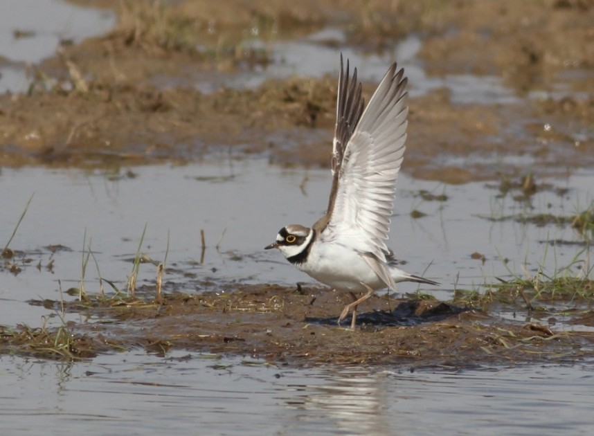  Nocturnally migrating Little Ringed Plovers – a sure sign of the spring proper © Mark Pearson