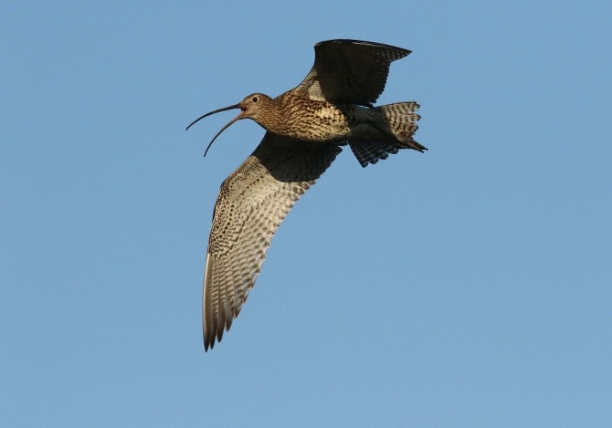  Eurasian Curlew singing in the North York Moors National Park © Richard Baines