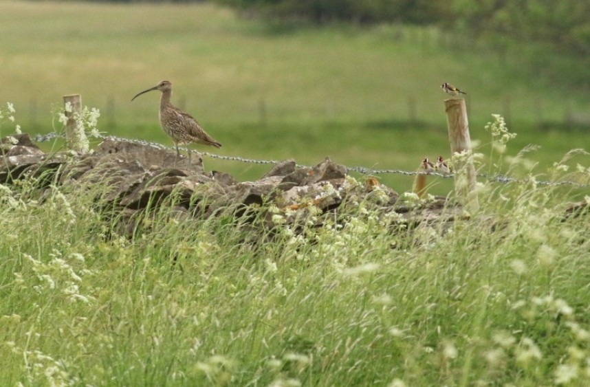  Eurasian Curlew and Goldfinches by a meadow rich in wild flowers North York Moors National Park © Richard Baines