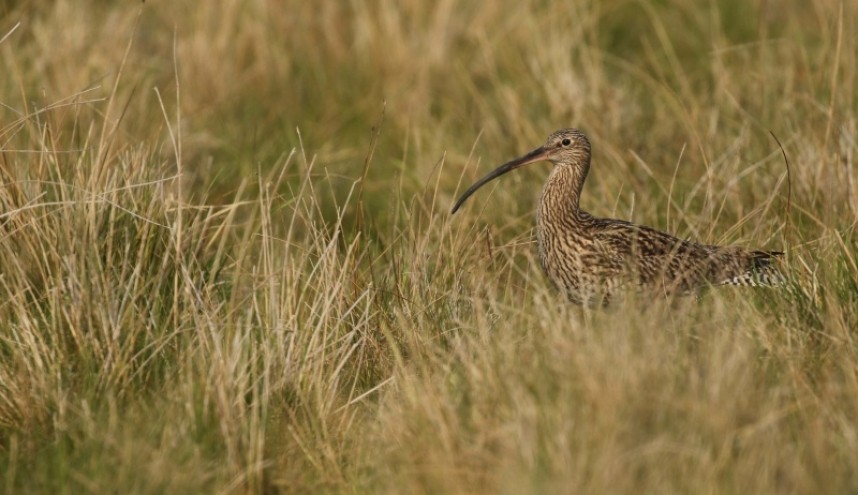  Eurasian Curlew in tussocky grassland on the moorland North York Moors National Park © Richard Baines