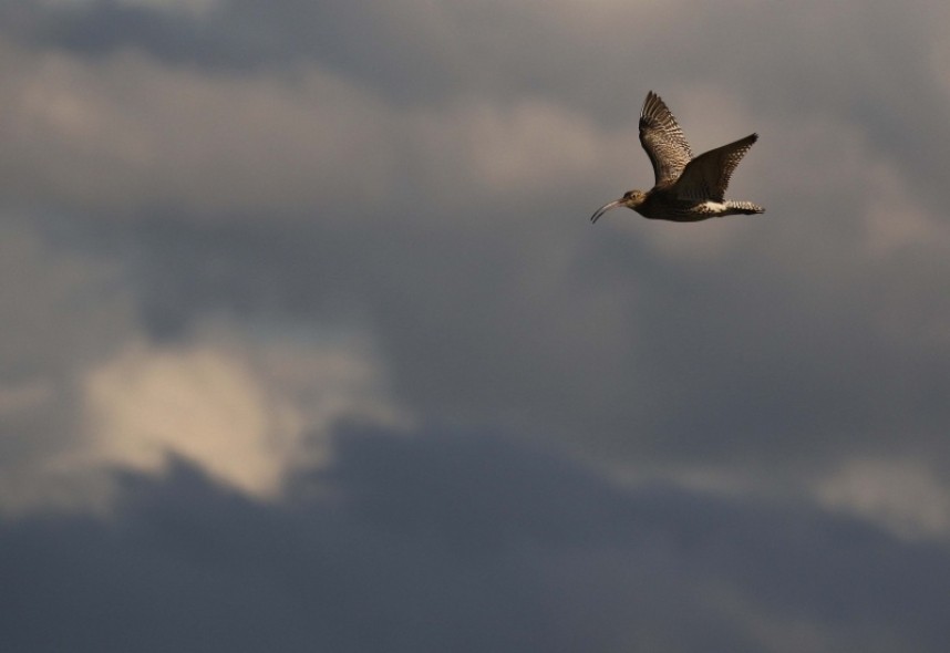  Eurasian Curlew over dark skies in the North York Moors National Park © Richard Baines