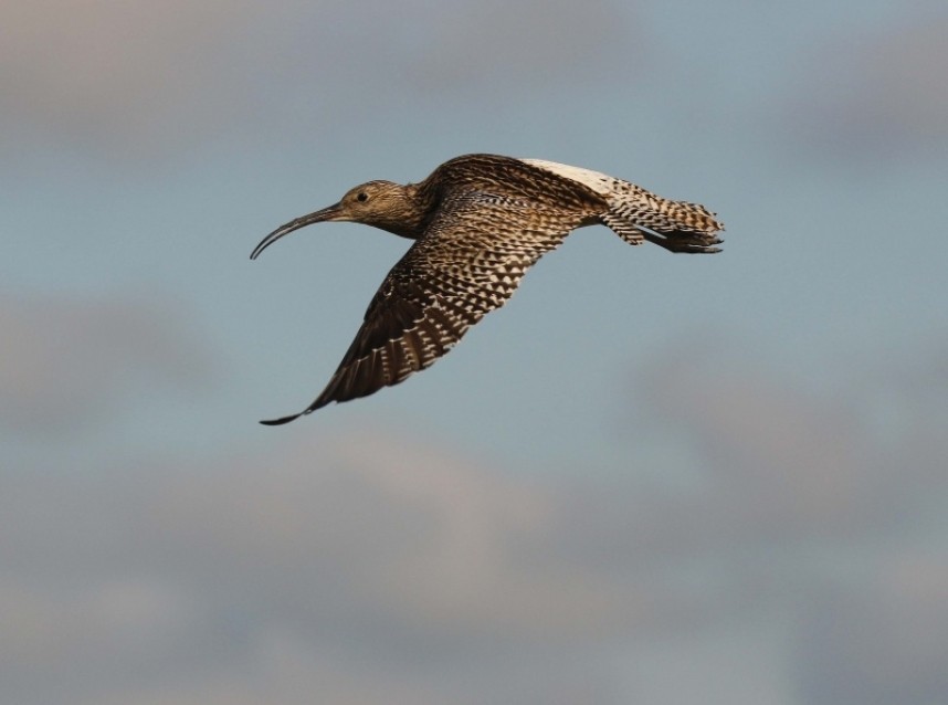  Eurasian Curlew over the North York Moors National Park © Richard Baines