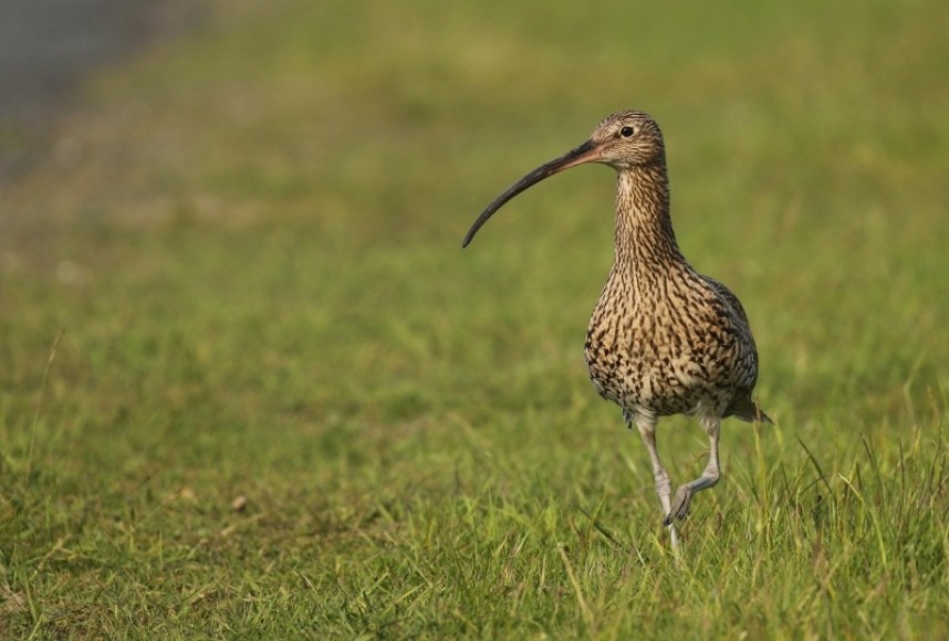  Eurasian Curlew by a road in the North York Moors National Park © Richard Baines