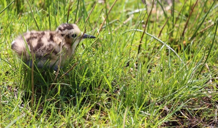  Eurasian Curlew chick in the North York Moors National Park © Richard Baines