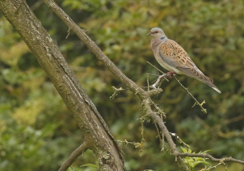  Turtle Dove in North Yorkshire © Richard Baines