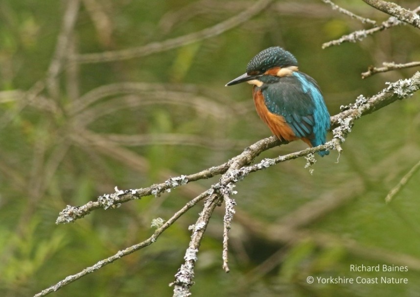  Common Kingfisher on our Forest & River trips August 2021 © Richard Baines