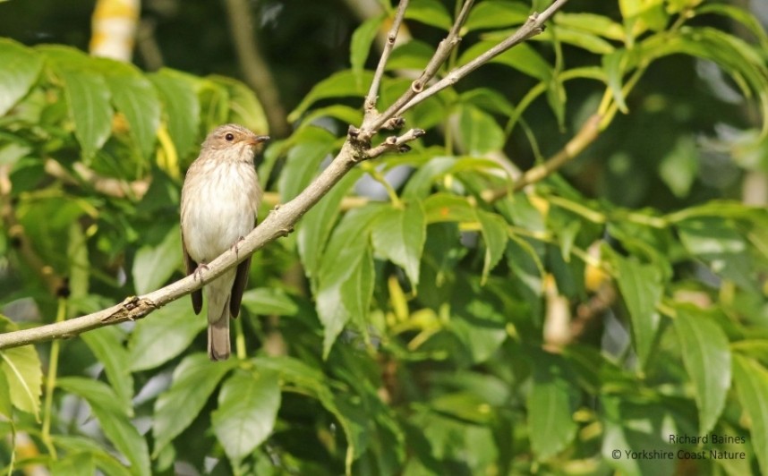  Spotted Flycatcher on our Forest & River trips August 2021 © Richard Baines