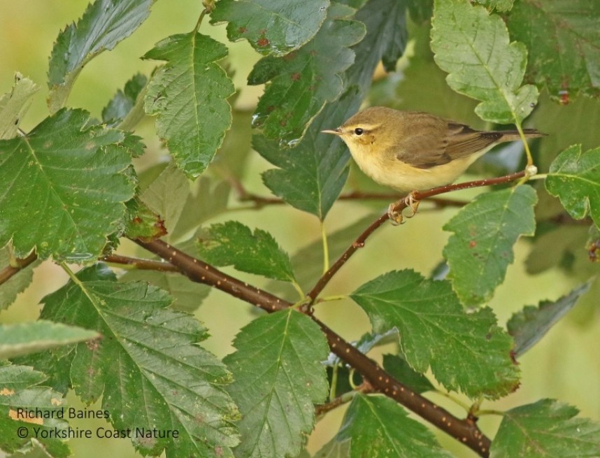  Willow Warbler on our Forest & River trips August 2021 © Richard Baines