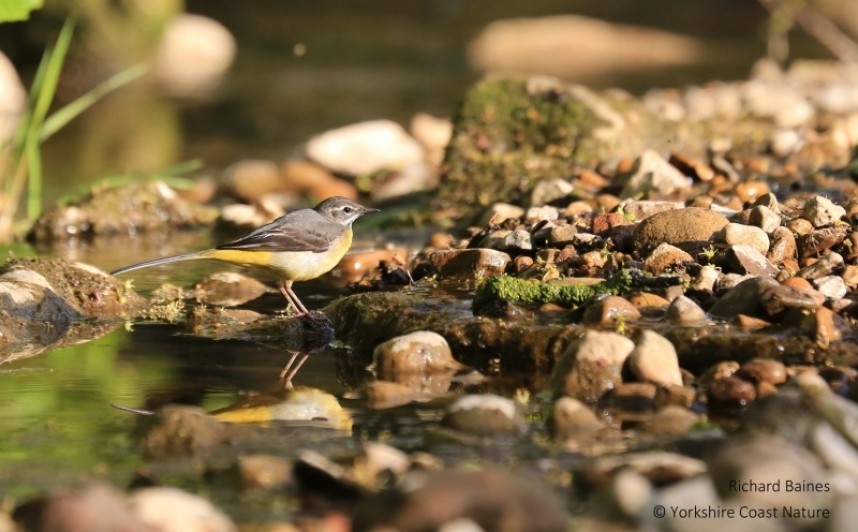  Grey Wagtail on our Forest & River trips August 2021 © Richard Baines