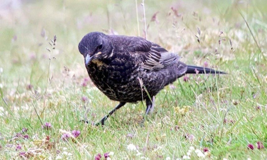  Juvenile Ring Ouzel Yorkshire Dales Upland Birding Days 