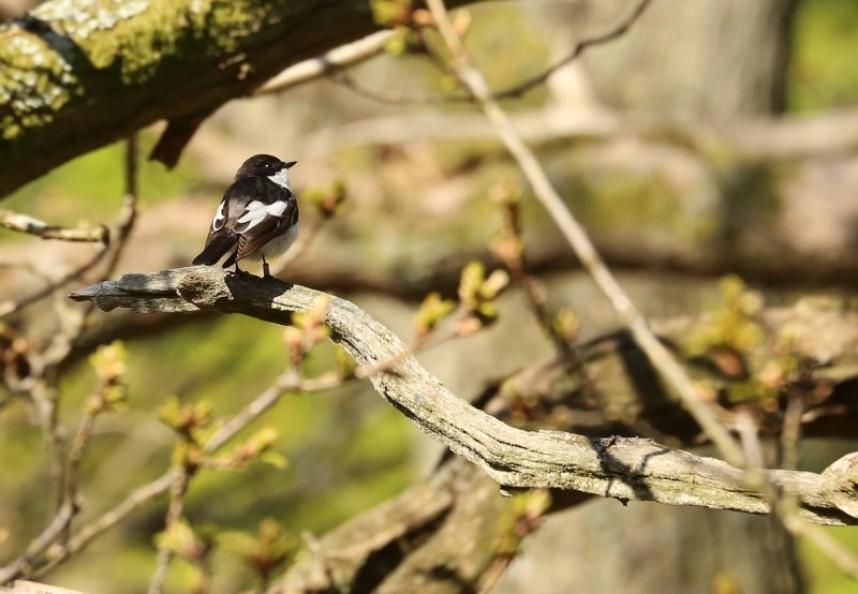  Male Pied Flycatcher North Yorkshire ©  Richard Baines