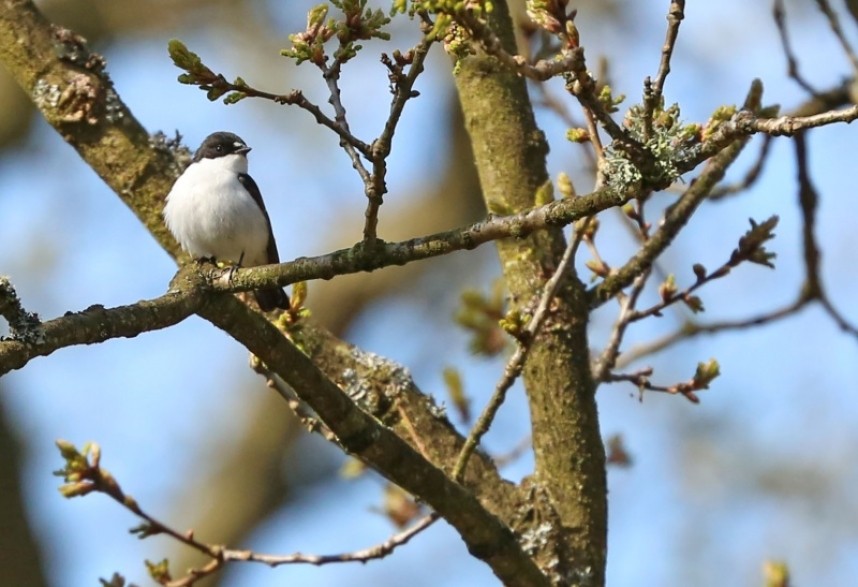  Male Pied Flycatcher North Yorkshire ©  Richard Baines