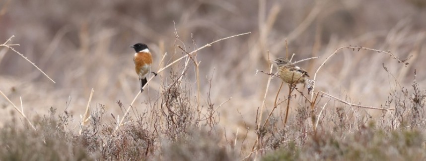  Stonechat with newly fledged juvenile 5 May 2022 © Richard Baines
