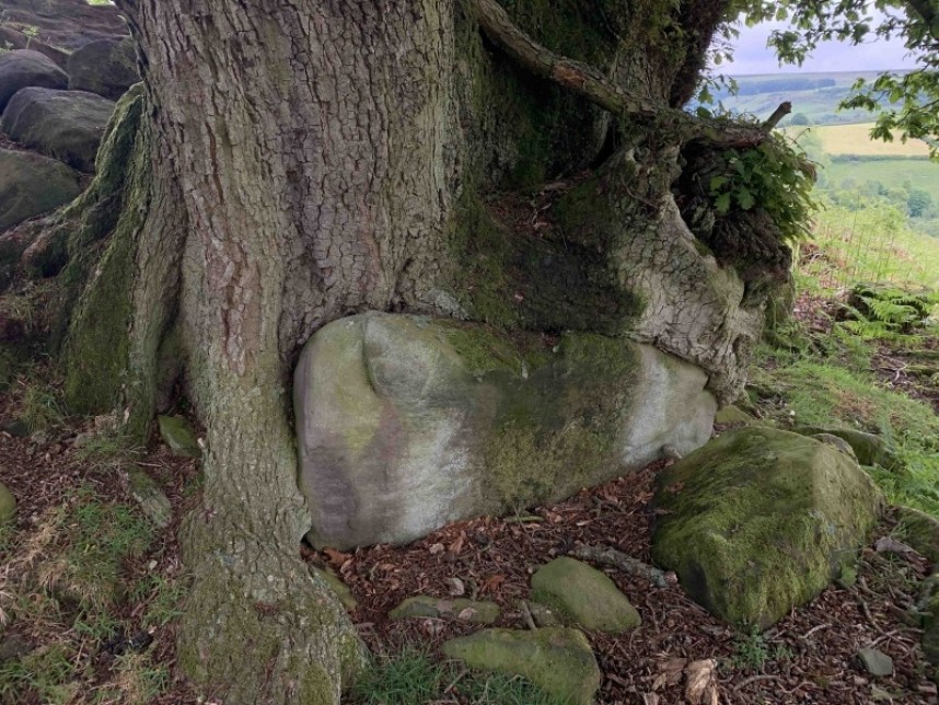  The ice age boulder being swallowed by the mighty oak - Rosedale © Richard Baines