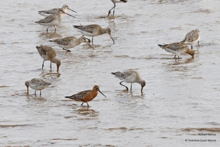  Bar-tailed Godwits and one Black-tailed Godwit on the Humber 25 April 2023 © Richard Baines