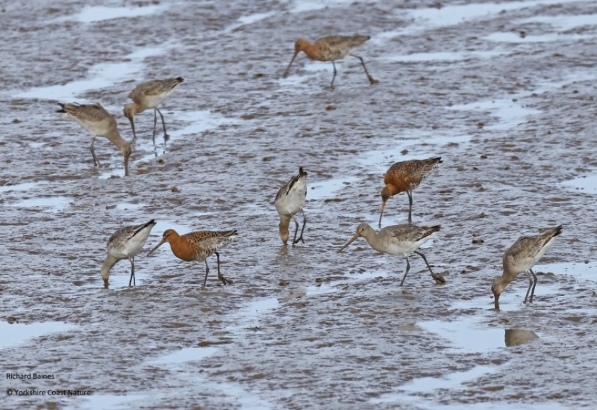  Black-tailed Godwits (males and females)  on the Humber 25 April 2023 © Richard Baines