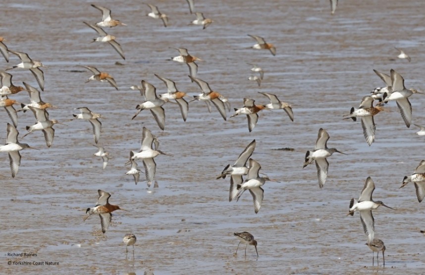  Black-tailed Godwits (males and females)  on the Humber 25 April 2023 © Richard Baines