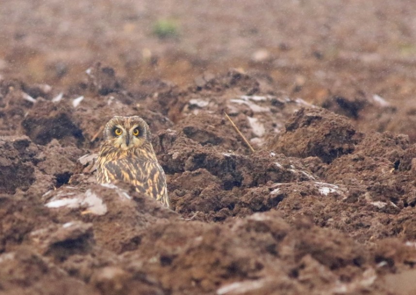  Short-eared Owl © Mark Pearson 